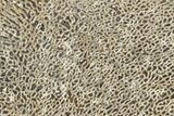 Polished Dinosaur Bone (Gembone) Slab - Morocco #349643-1